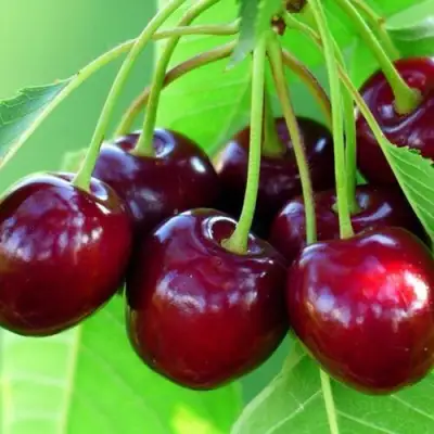 Вишня ВЯНОК в Минске