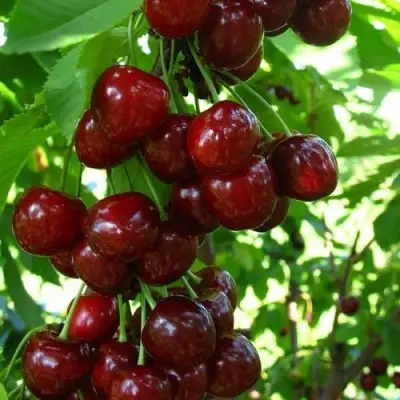 Вишня ВОСТОРГ колонновидная в Минске