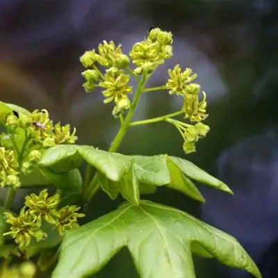 Клен полевой в Минске