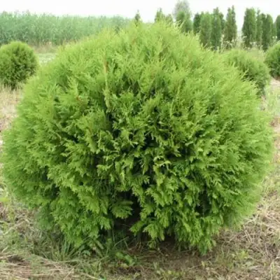 Туя ГЛОБОЗА западная в Минске
