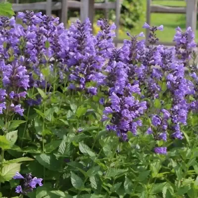 Котовник БЛЮ ДРИМС полусидячий в Минске