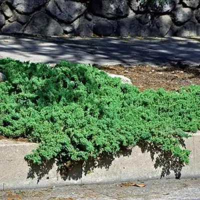 Можжевельник НАНА лежачий в Минске