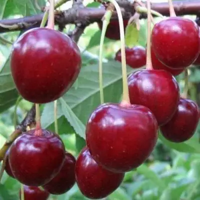 Вишня ТУРГЕНЕВКА в Минске