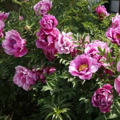 Пион ВРАТА ХРАМА древовидный  в Минске