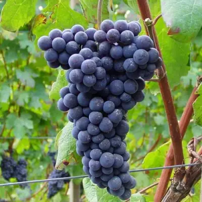 Виноград МУКУЗАНИ в Минске