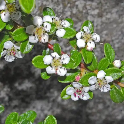 Кизильник ТАНГСТЕДТ горизонтальный  в Минске