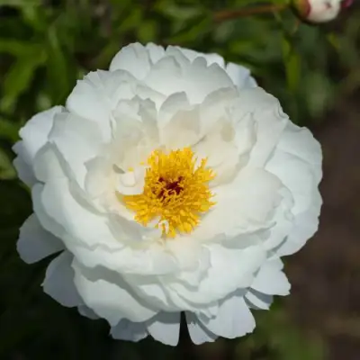 Пион МИСС АМЕРИКА травянистый в Минске