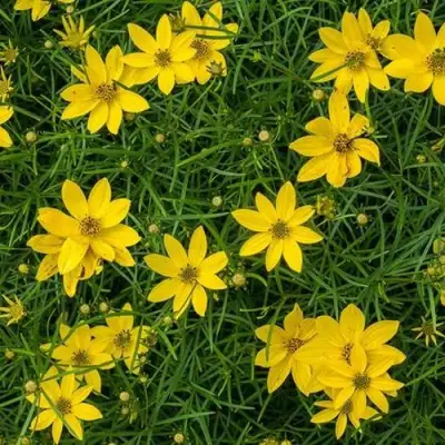 Кореопсис мутовчатый в Минске