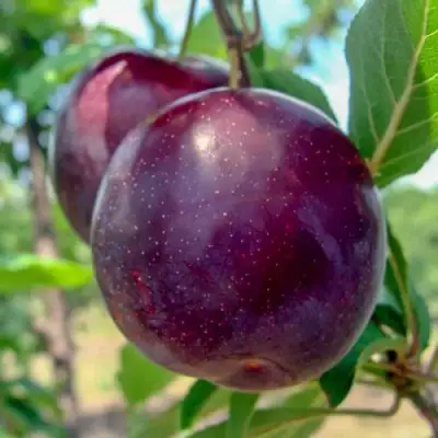 Слива АНЖЕЛИНО в Минске