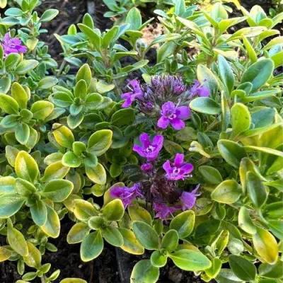 Тимьян АРЧЕРЗ ГОЛД в Минске