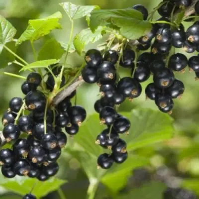 Смородина черная БЕН КОНАН в Минске