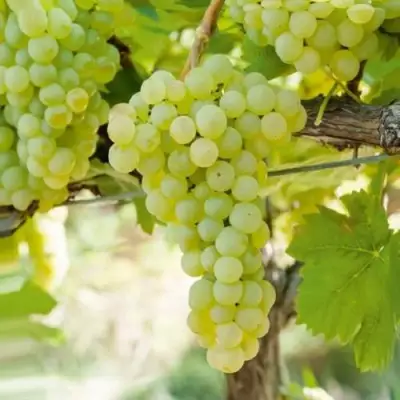 Виноград КИШМИШ МУСКАТНЫЙ в Минске