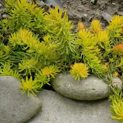 Очиток (седум) АНГЕЛИНА оттогнутый в Минске