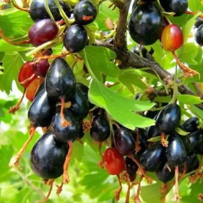 Смородина золотистая БОКАЛИНСКАЯ в Минске