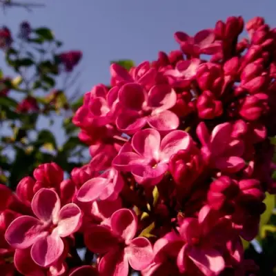 Сирень КРАСНАЯ МОСКВА в Минске