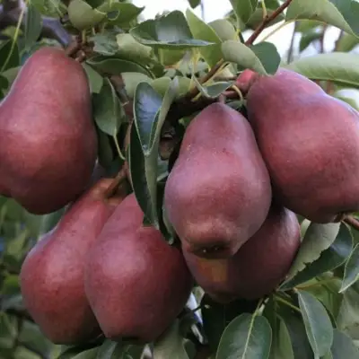 Груша РЕД ВИЛЬЯМС в Минске