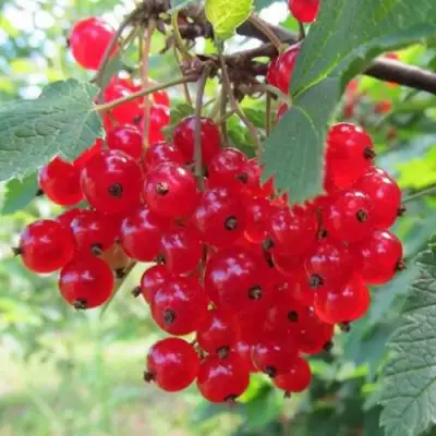 Смородина красная КРАСНАЯ АНДРЕЙЧЕНКО в Минске