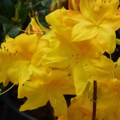 Азалия ЛИМЕТТА листопадная в Минске