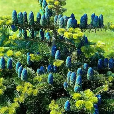 Пихта корейская  в Минске