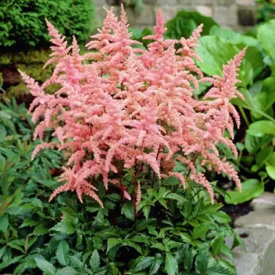 Астильба БРЕССИНГЕМ БЬЮТИ Арендса в Минске