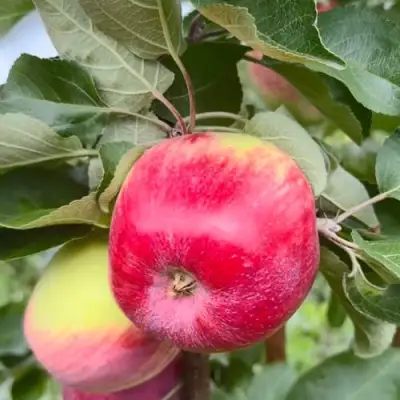 Яблоня АРБАТ колонновидная в Минске