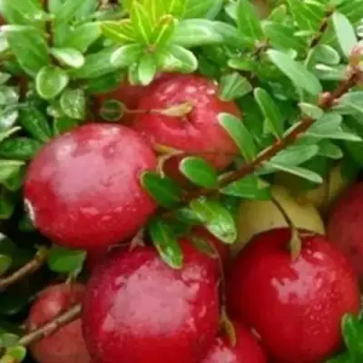 Клюква ХОЛЬШТАЙН в Минске