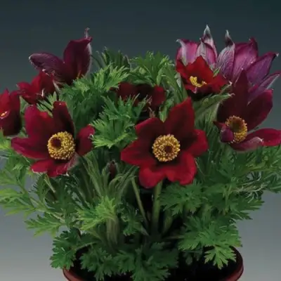 Прострел ПИНВИЛ РЕД ШЕЙДЕС в Минске