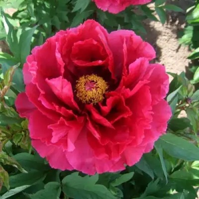 Пион КРАСНЫЙ ГИГАНТ древовидный в Минске