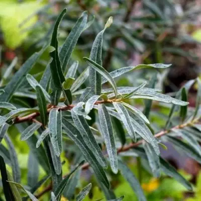 Облепиха АДАМ (МУЖСКАЯ) в Минске