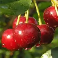 Дюк ПРЕВОСХОДНАЯ ВЕНЬЯМИНОВА в Минске