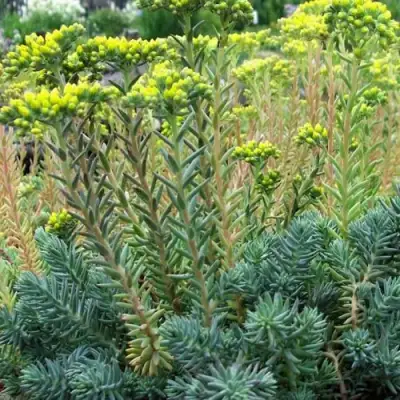 Очиток (седум) отогнутый в Минске