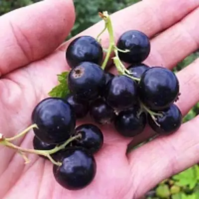 Смородина чёрная ГЕРКУЛЕС в Минске