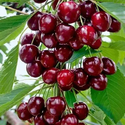 Черешня ХЕЛЕНА колоновидная в Минске