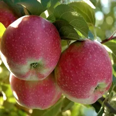 Яблоня АЛЬВА в Минске