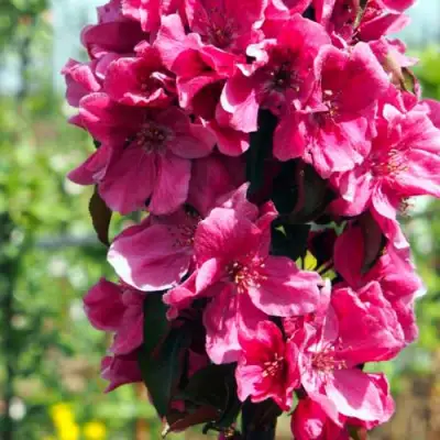 Яблоня МАЛИНОВОЕ ОЖЕРЕЛЬЕ колонновидная в Минске