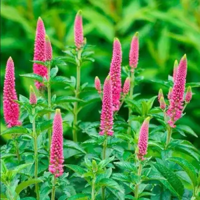 Вероника РОНИКА ФУКСИЯ в Минске