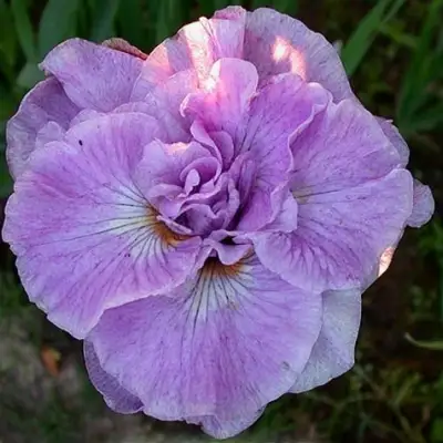 Ирис ИМПЕРИАЛ ОПАЛ сибирский в Минске