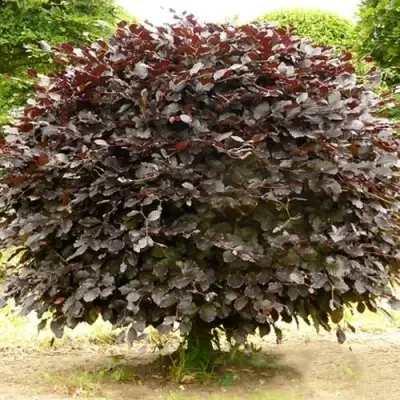 Бук лесной АТРОПУНИЦЕА в Минске