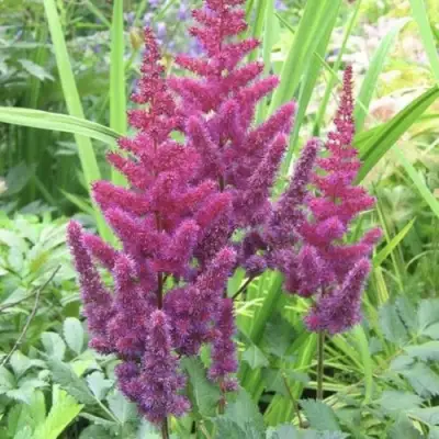 Астильба КАРАОКЕ ПАРТИ китайская в Минске