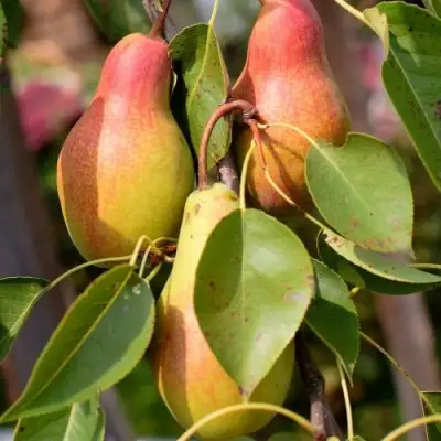 Груша РУССКАЯ КРАСАВИЦА (КРАСАВИЦА ЧЕРНЕНКО) в Минске