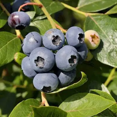 Голубика ШАНТЕКЛЕР в Минске