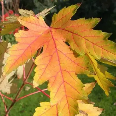 Клен серебристый в Минске