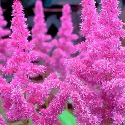 Астильба АМЕТИСТ Арендса в Минске