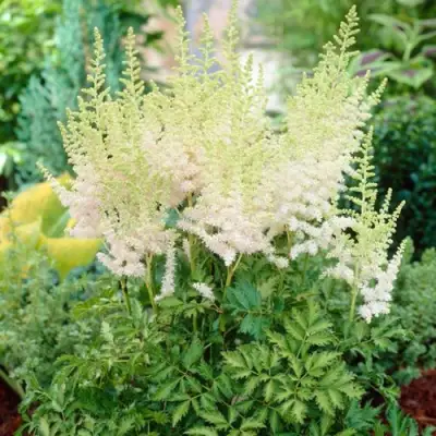 Астильба МИЛК ЭНД ХАНИ китайская в Минске