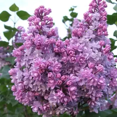 Сирень КОЛХОЗНИЦА в Минске