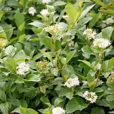 Дерен ФЛАВИРАМЕА отпрысковый в Минске