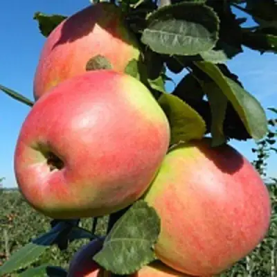 Яблоня БРЯНСКОЕ РОЗОВОЕ в Минске
