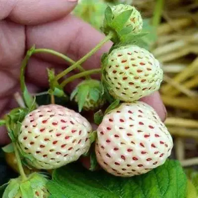 Клубника АНАНАСА ремонтантная в Минске