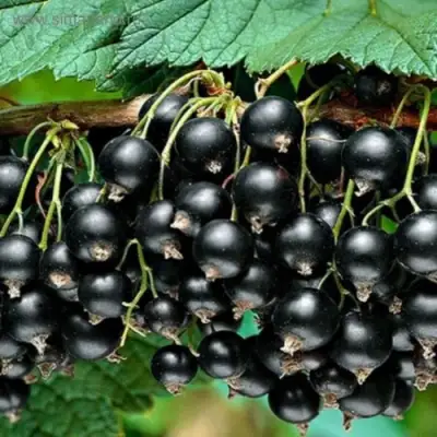 Смородина черная БЕН КОНАН в Минске