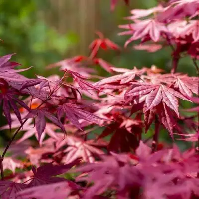Клен дланевидный АТРОПУРПУРЕУМ в Минске